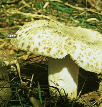      Russula virescens